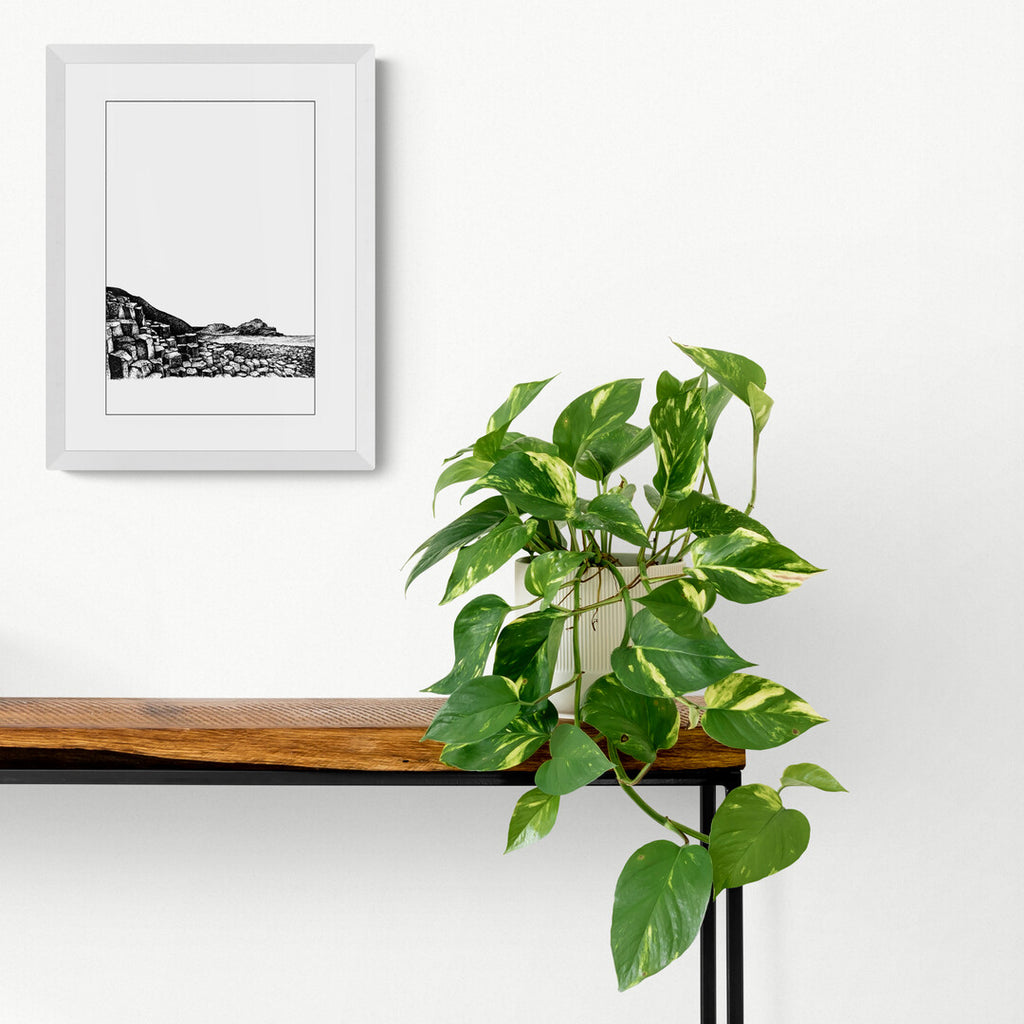 The Giant's Causeway pen and ink print by Frankie Creith hanging on a wall